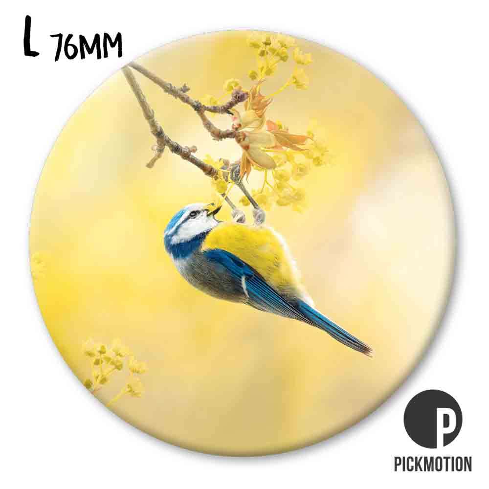 blue tit