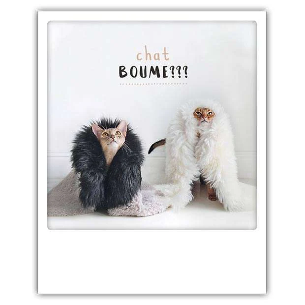 chat boume