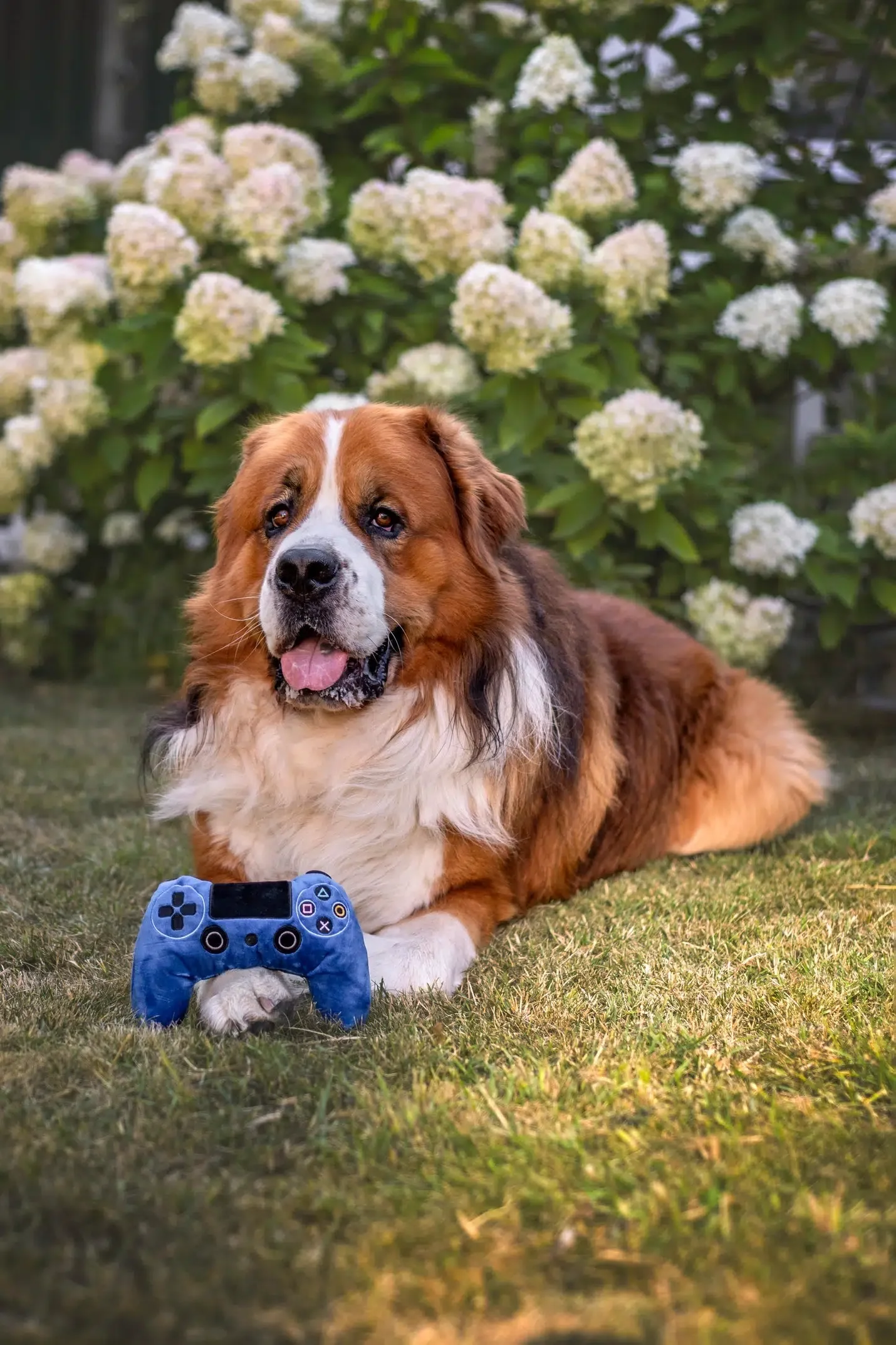 Jouet pour chien - Paw Troller - Image 2